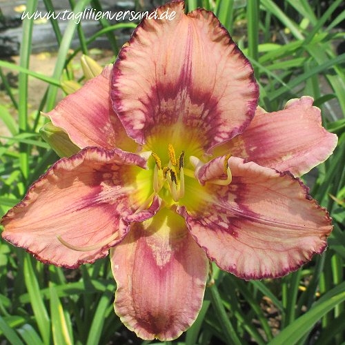 Foto der Tagliliensorte Get Jiggy